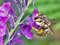 Female wool carder bee on purple toadflax