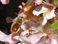 Honey bee at Weigela