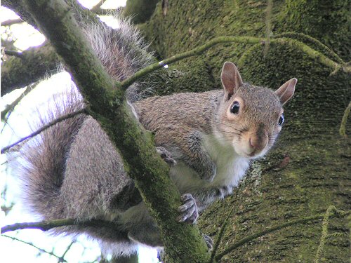 Grey squirrel