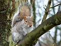 Grey squirrel