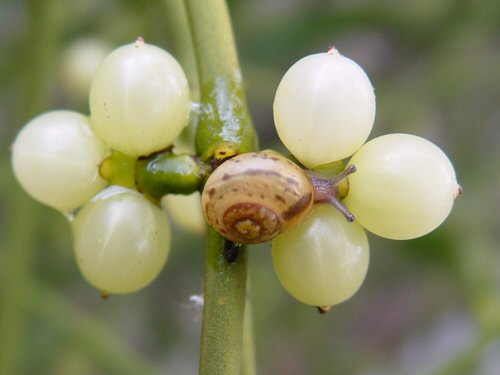 Immature garden snail