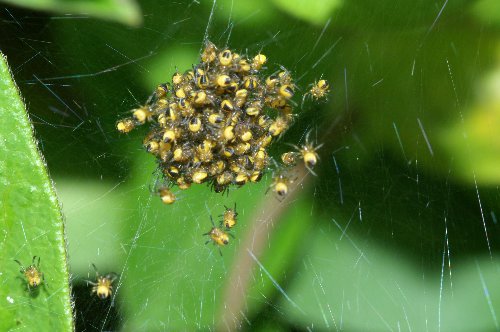 Baby spiders