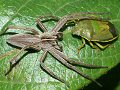 Nursery web spider with gorse shieldbug