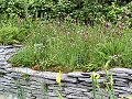 The Moat and Castle Garden: Native Planting