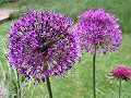 The RSPB/SITA Real Rubbish Garden: Allium Purple Sensation