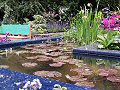 The RSPB/SITA Real Rubbish Garden: Pond Close-up