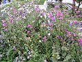 The Trailfinders Recycled Garden: Native Planting