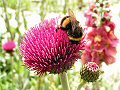 Wildlife Trusts LUSH Garden: Thistle and Bumblebee