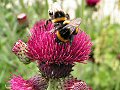 Wildlife Trusts LUSH Garden: Thistle and Bumblebees