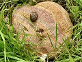 Wildlife Trusts LUSH Garden: Thrushes Anvil