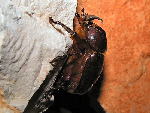 Scarabid beetle