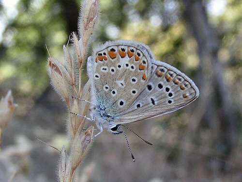 Common blue