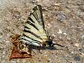 Scarce swallowtail drinking