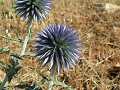 Globe thistle