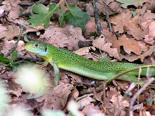 Green lizard