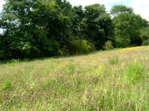 Bluebell Cottage Meadow I
