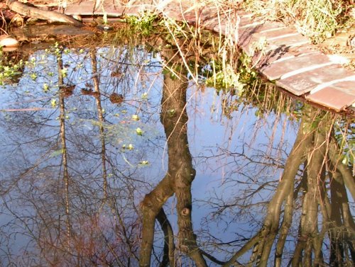 Sky reflected in a garden pond