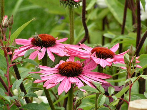 Coneflowers from Simply William Morris