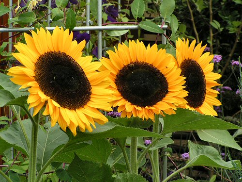 Sunflowers from Tomorrow's Garden for Wildlife