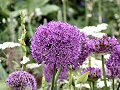 Allium giganteum