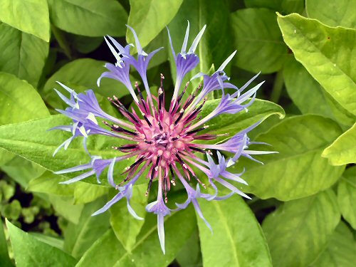 Perennial corn-flower