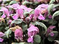 Spotted dead-nettle