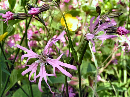 Ragged robin