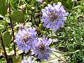 Scabious