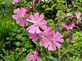 Red campion