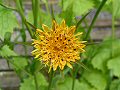 Goatsbeard in flower