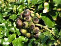 Ivy berries