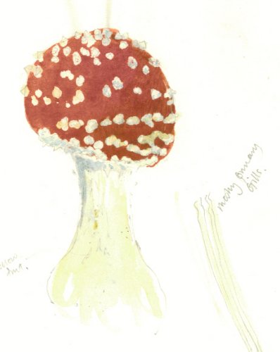 Fly agaric