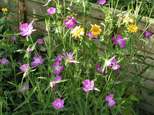 Corn-cockle and corn marigold