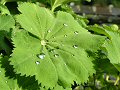 Garden Lady's mantle