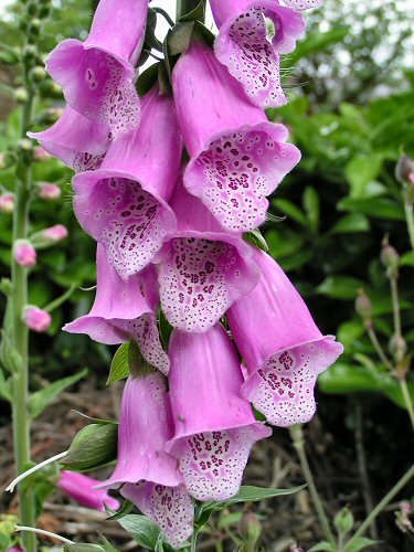 Foxglove