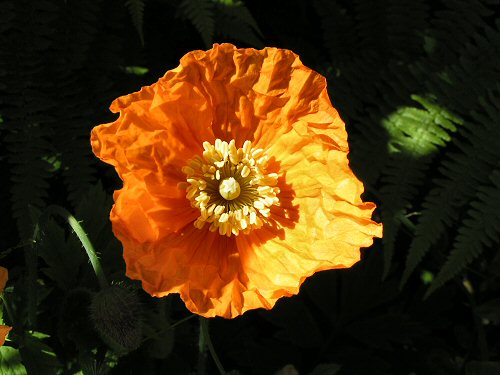Orange Welsh poppy