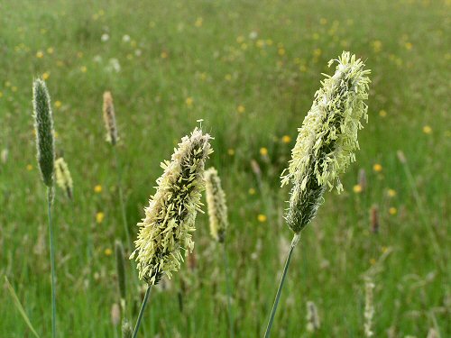 Meadow foxtail