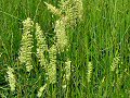 Crested dog's tail