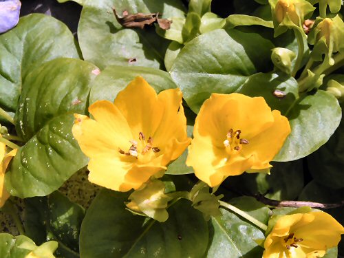 Creeping jenny detail