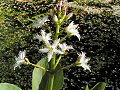 Bogbean