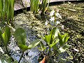 Bogbean