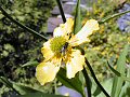 Greater spearwort