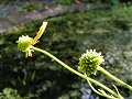 Greater spearwort