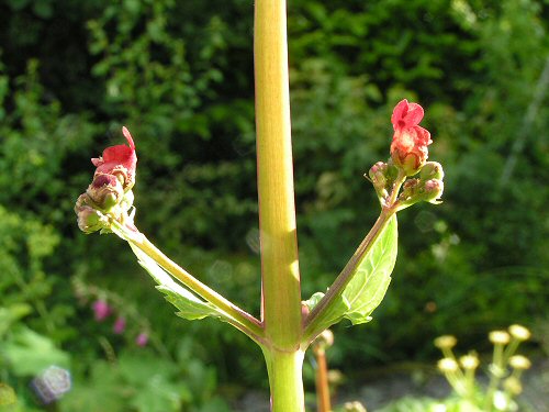 Water figwort