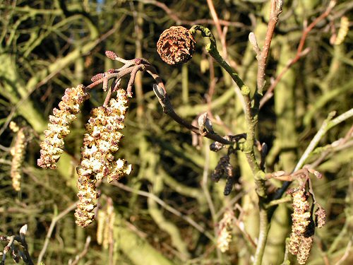 Alder catkins