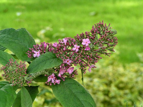 Buddleja