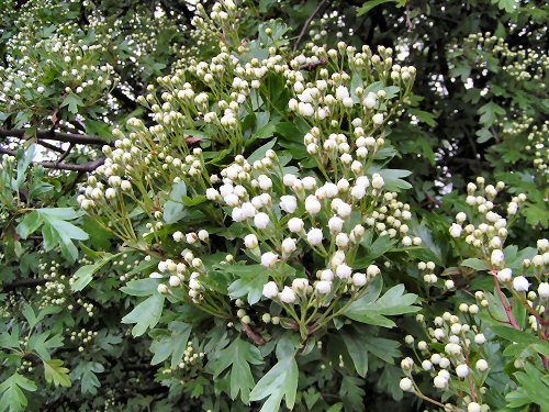 Hawthorn about to blossom