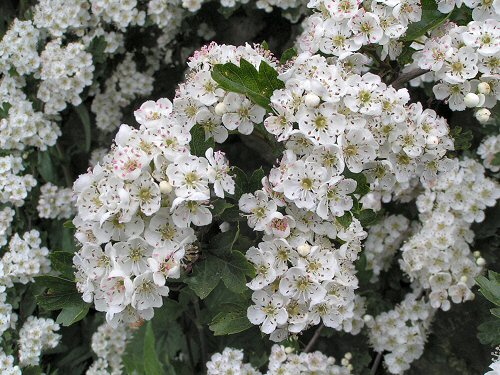 Hawthorn blossom