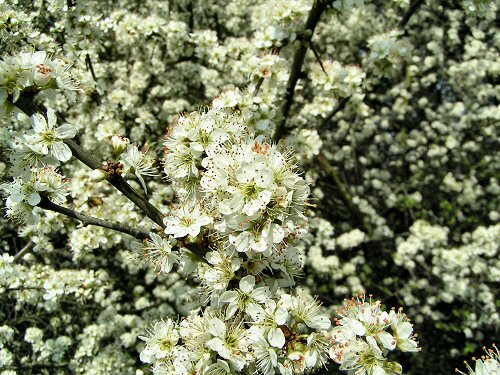 Blackthorn blossom