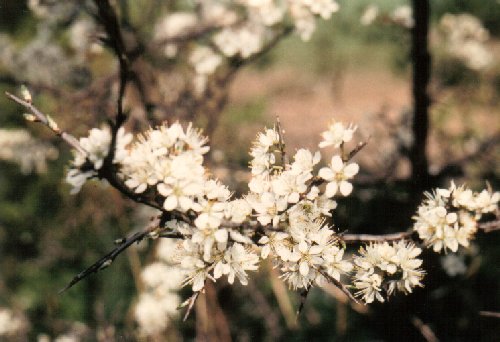 Blackthorn blossom